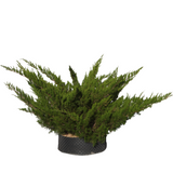 Junipers chinensis pfizeriana verde - Flatpot