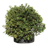 Pianta di Quercus ilex in vaso R50