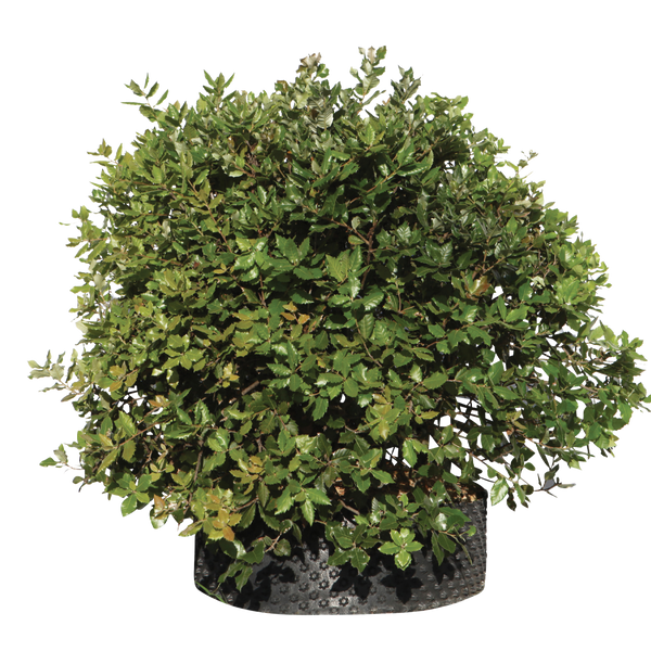 Pianta di Quercus ilex in vaso R50