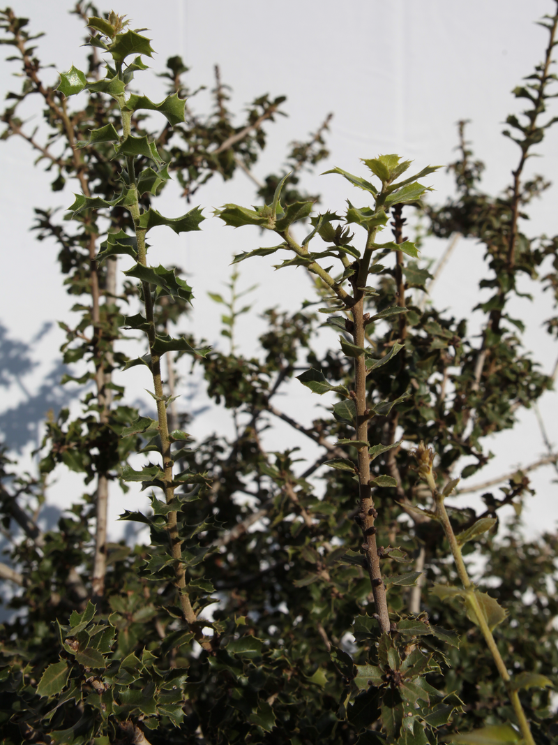 Dettaglio di una pianta di Quercus coccifera