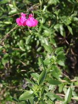 Dettaglio di una pianta di Salvia jamensis