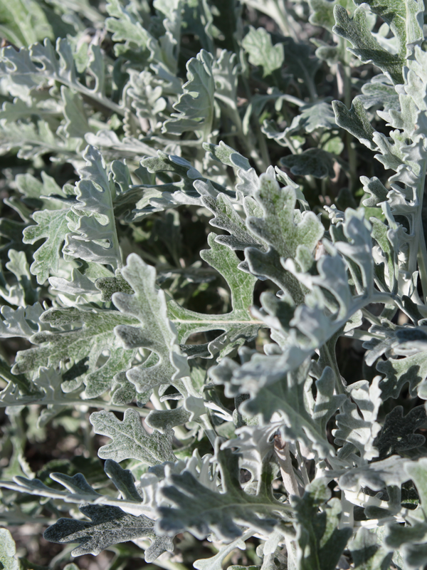 Dettaglio di una pianta di Senecio cineraria