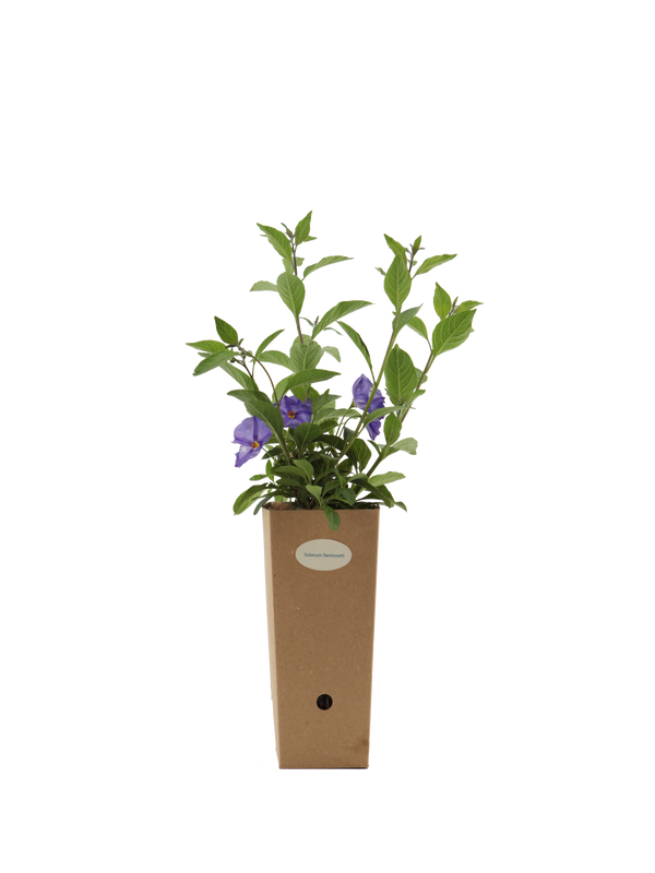 Pianta di Solanum rantonetti in vaso di cartone 9x9x20