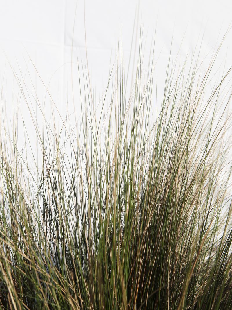 Dettaglio di una pianta di Stipa tenuissima