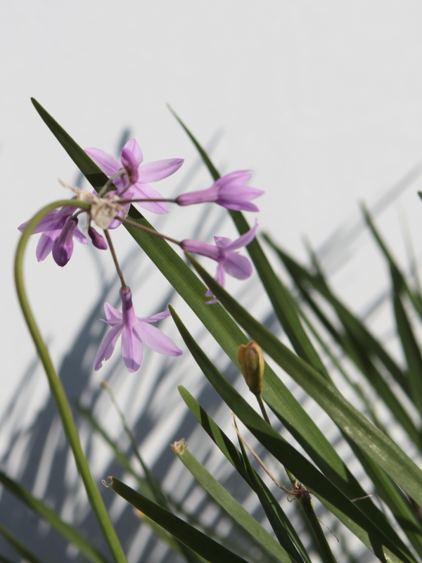 Dettaglio di una pianta di Tulbaghia violacea