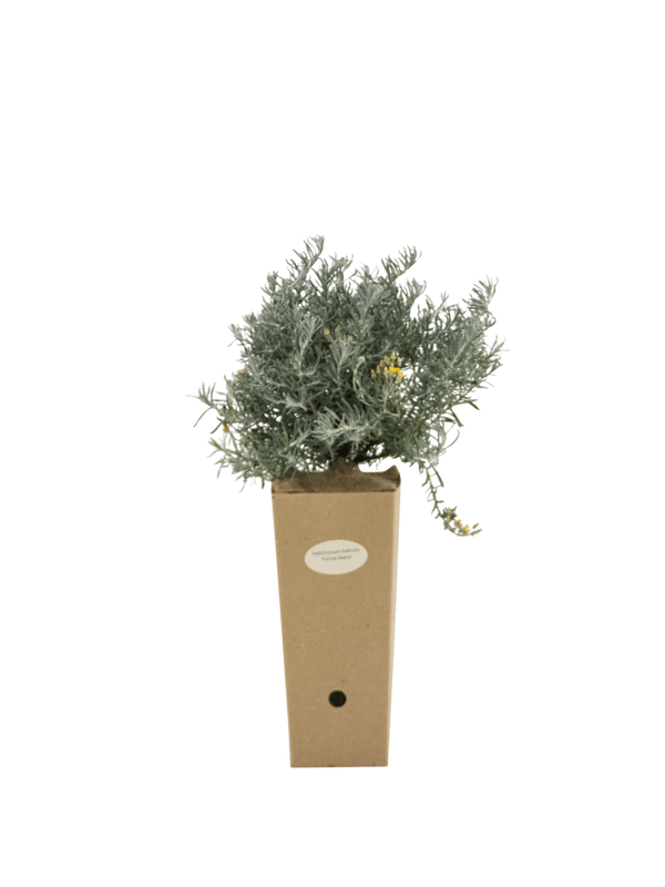 Pianta di Helichrysum italicum 'Forme Naine' in vaso di cartone 9x9x20