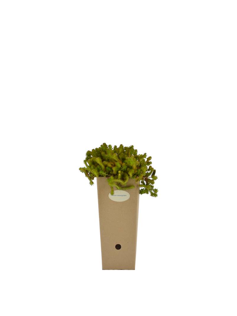 Pianta di Sedum sexangulare in vaso 9x9x20