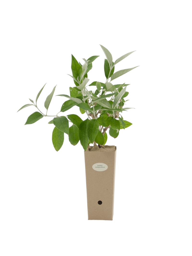 Pianta di Buddleja madagascariensis in vaso di cartone 9x9x20