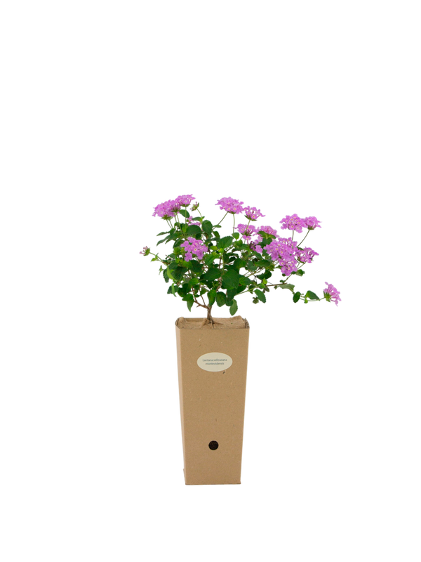 Pianta di Lantana sellowiana 'Rosa' (fiore rosa) in vaso di cartone 9x9x20